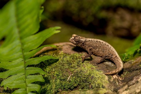 Montagne d Ambre Earth Chameleon