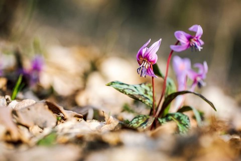Flowering dog's tooth violet