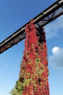 Wild vine in autumn colours growing on metal scaffolding