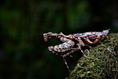 A praying mantis