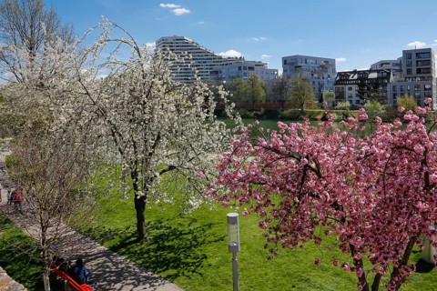 Trees in blossom on the Danube