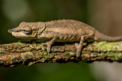 Uetz Vetchling Chameleon