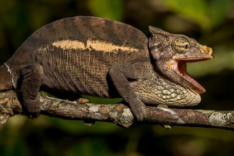 Amber Mountain amber chamaeleon