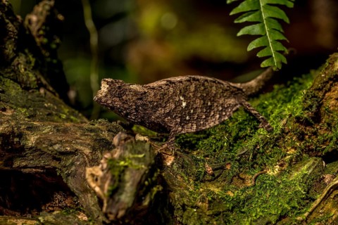 Antakarana ground chameleon
