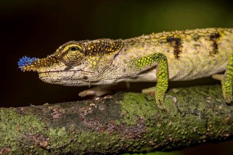 Blue-nosed Chameleon
