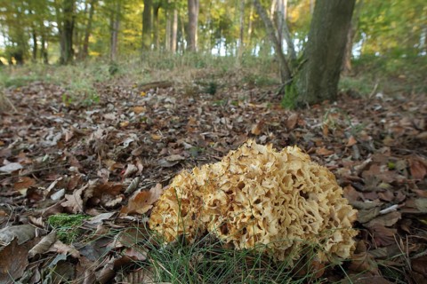 Wood cauliflower fungus