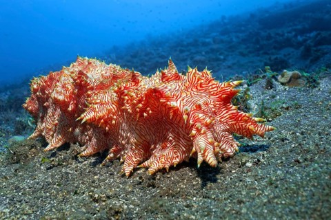 Red-striped sea cucumber
