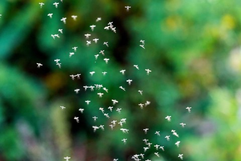 Winter midge