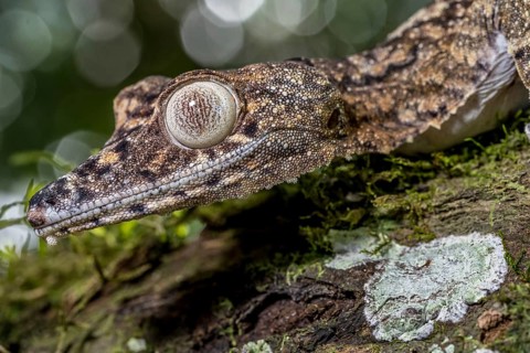 Giant leaf-tailed gecko