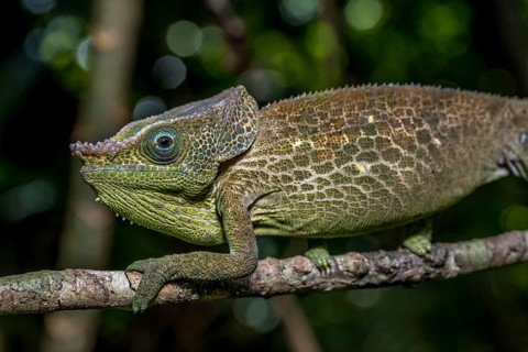 Malthes elephant-eared chameleon