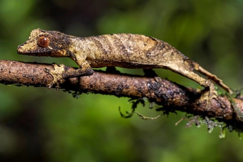 Flat-tailed gecko