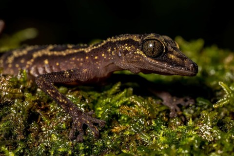 Graceful madagascar ground gecko