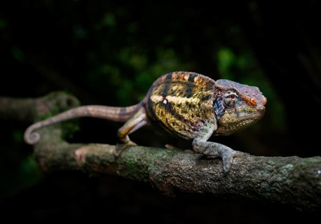 A male Montagne d Ambre amber chamaeleon