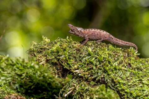 Marojejy Earth Chameleon