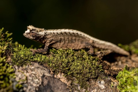 Montagne d Ambre Earth Chameleon