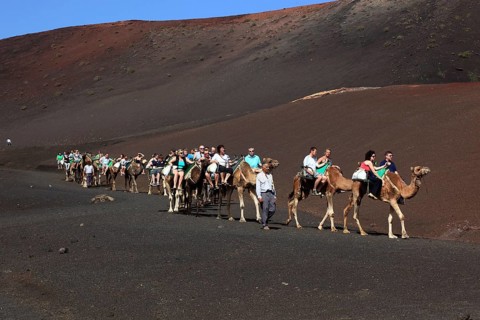 Dromedary Riding for Tourists in Timanfaya National Park