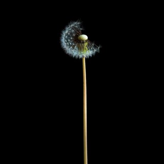 Dandelion flower