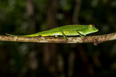 Marojejy chameleon