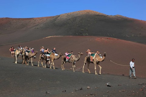 Dromedary Riding for Tourists in Timanfaya National Park