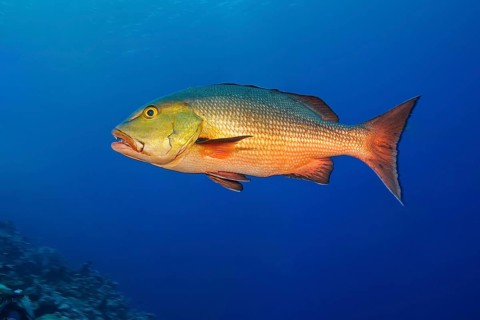 Red snapper