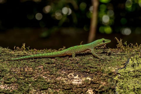 Day gecko
