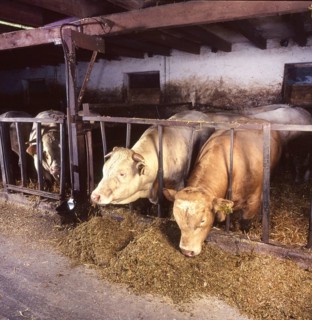 Small farmers in agriculture