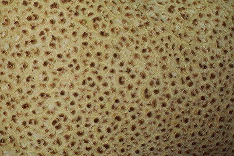 Detail of thin-shelled potato bovist