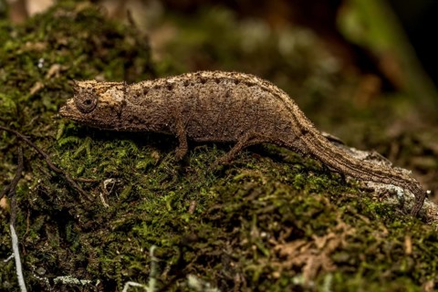 Earth chameleon