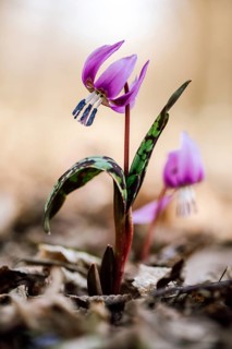 Flowering dog's tooth violet