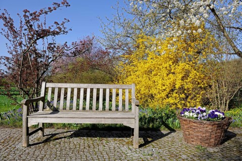 Garden bench in the morning in spring in front of forsythia bush