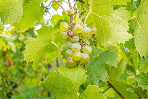Tpy Auxerrois vine of the Domaine Ruppert vineyard on the Stromberg above the Moselle valley and the village of Schengen
