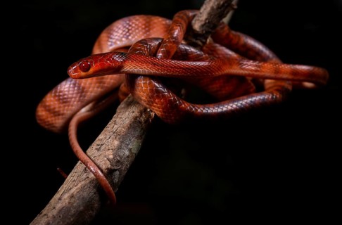 A snake
