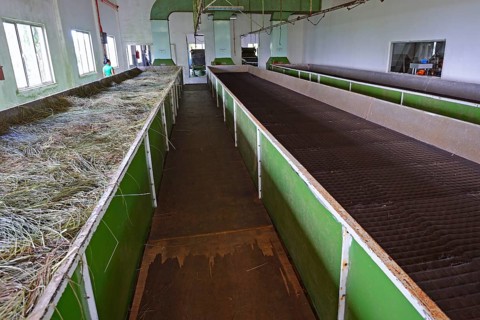 Ribbons for drying the raw tea of the Seyte Tea Company