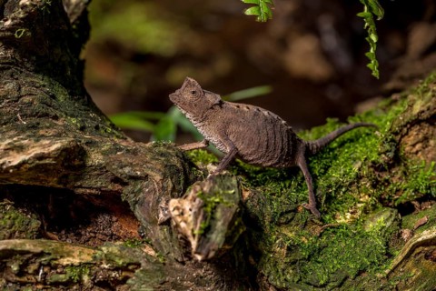 Antakarana ground chameleon