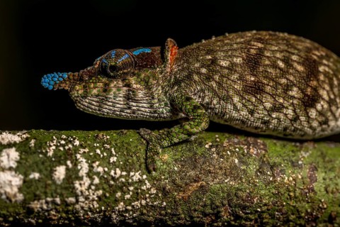 Blue-nosed Chameleon