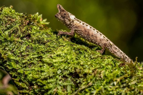 Marojejy Earth Chameleon