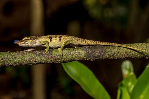 Blue-nosed Chameleon