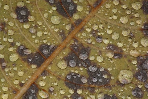 Leaf of black alder
