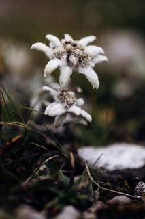 Alpine edelweiss