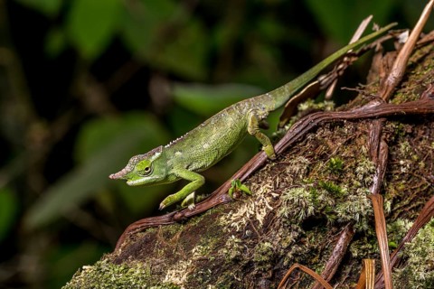 Will's two-horned chameleon
