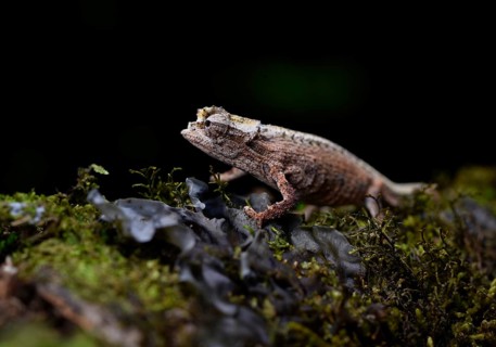 An earth chameleon