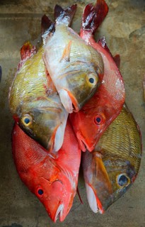 Freshly caught fish for sale