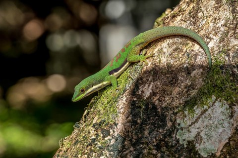 Striped day gecko