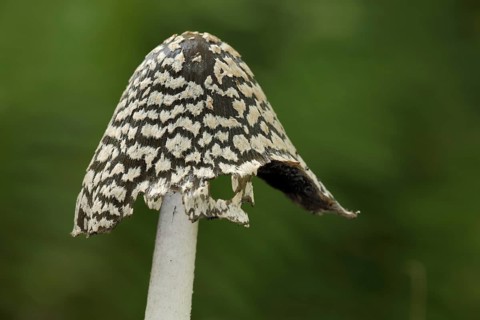 Cap of coprinopsis picacea