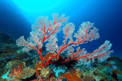 Coral reef top with Melithea gorgonian