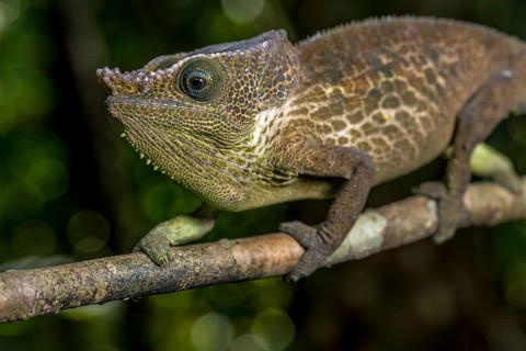 Malthes elephant-eared chameleon