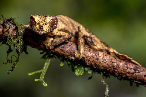 Flat-tailed gecko