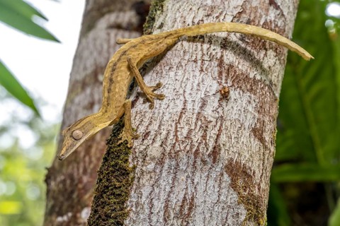 Striped lined leaf-tailed gecko