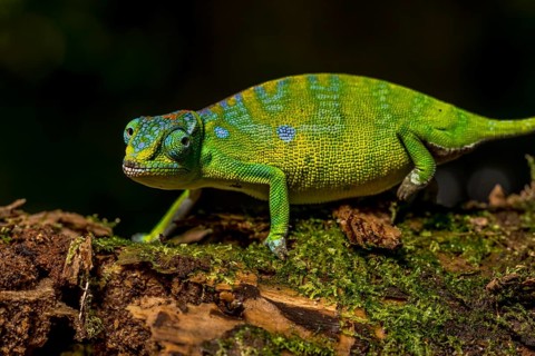 Petters petter's chameleon
