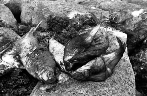 The poison accident on the Rhine